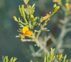 Jacksonia ramosissima