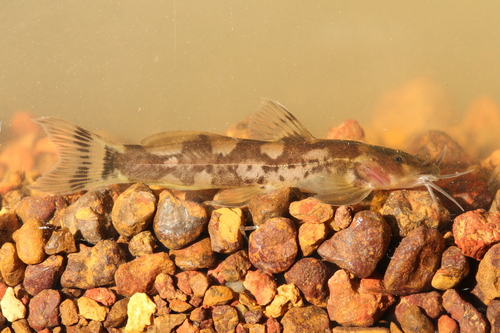 Amphilius pulcher — Amphiliidae — 2