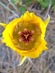 Calochortus clavatus