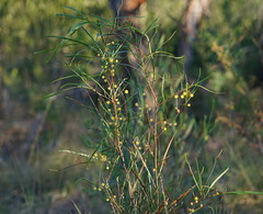 Acacia dietrichiana