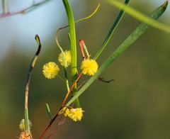 Acacia dietrichiana