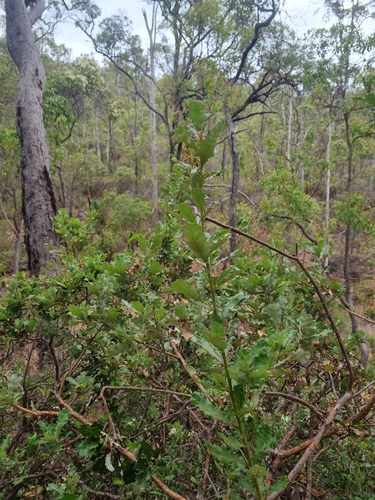 Image of Banksia undata by (c) Malcolm Simard, some rights reserved (CC BY)