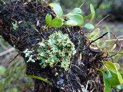 Podostictina pickeringii