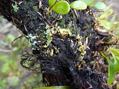 Podostictina pickeringii