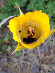 Calochortus clavatus