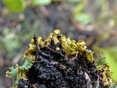 Podostictina pickeringii