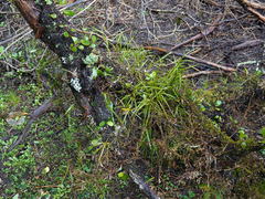 Podostictina pickeringii