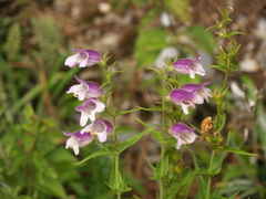 Penstemon leonensis