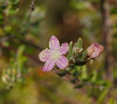 Lithomyrtus microphylla