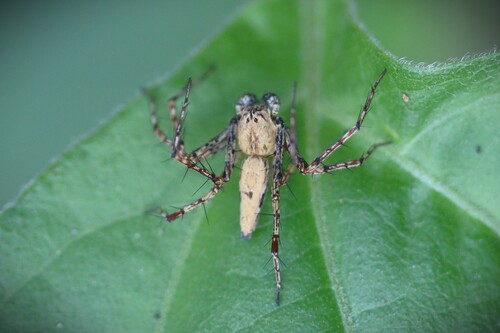 Hamadruas severa