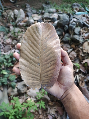 Licania arborea - Whole tree