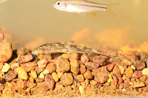 Shorttail catfish (Phractura brevicauda) — Amphiliidae