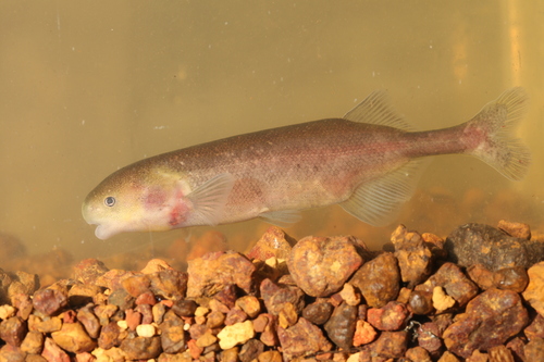 Kingsley's elephantfish (Paramormyrops kingsleyae) — Mormyridae — 5
