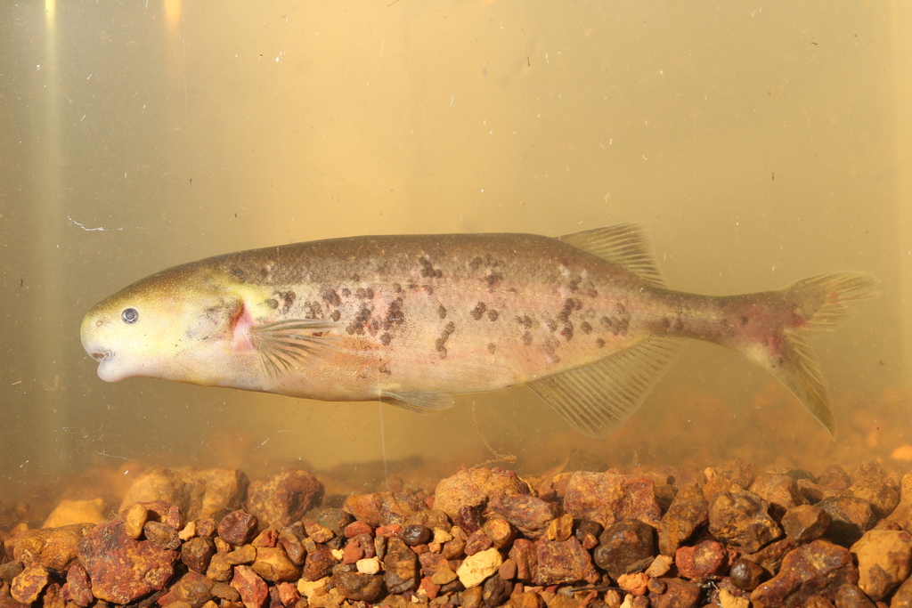 Kingsley's elephantfish (Paramormyrops kingsleyae) — Mormyridae