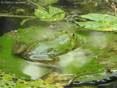 Euphlyctis hexadactyla