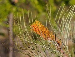 Grevillea pteridifolia
