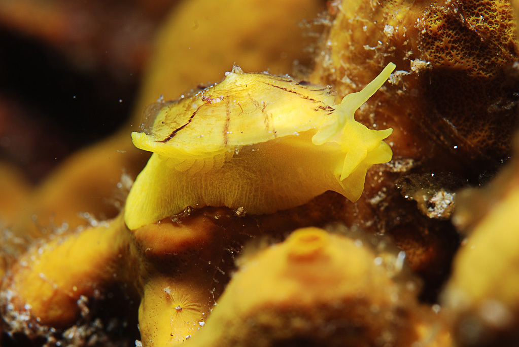 yellow tylodina