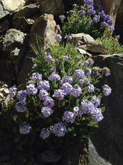 Polemonium eximium