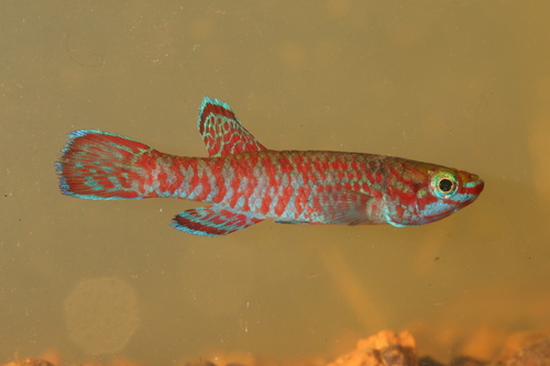 Aphyosemion joergenscheeli