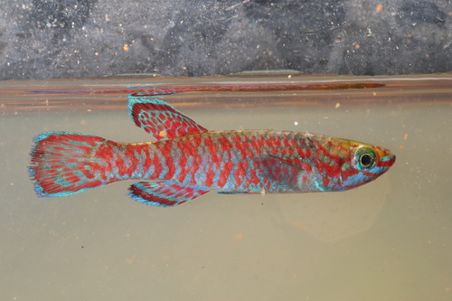 Joergenscheel's killifish (Aphyosemion joergenscheeli) — Nothobranchiidae — 3