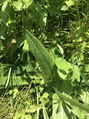 Carduus defloratus