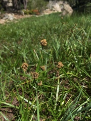 Scirpus diffusus