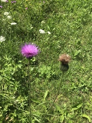 Carduus defloratus
