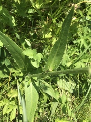 Carduus defloratus