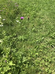 Carduus defloratus