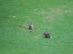 Oryctolagus cuniculus cuniculus