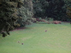 Oryctolagus cuniculus cuniculus