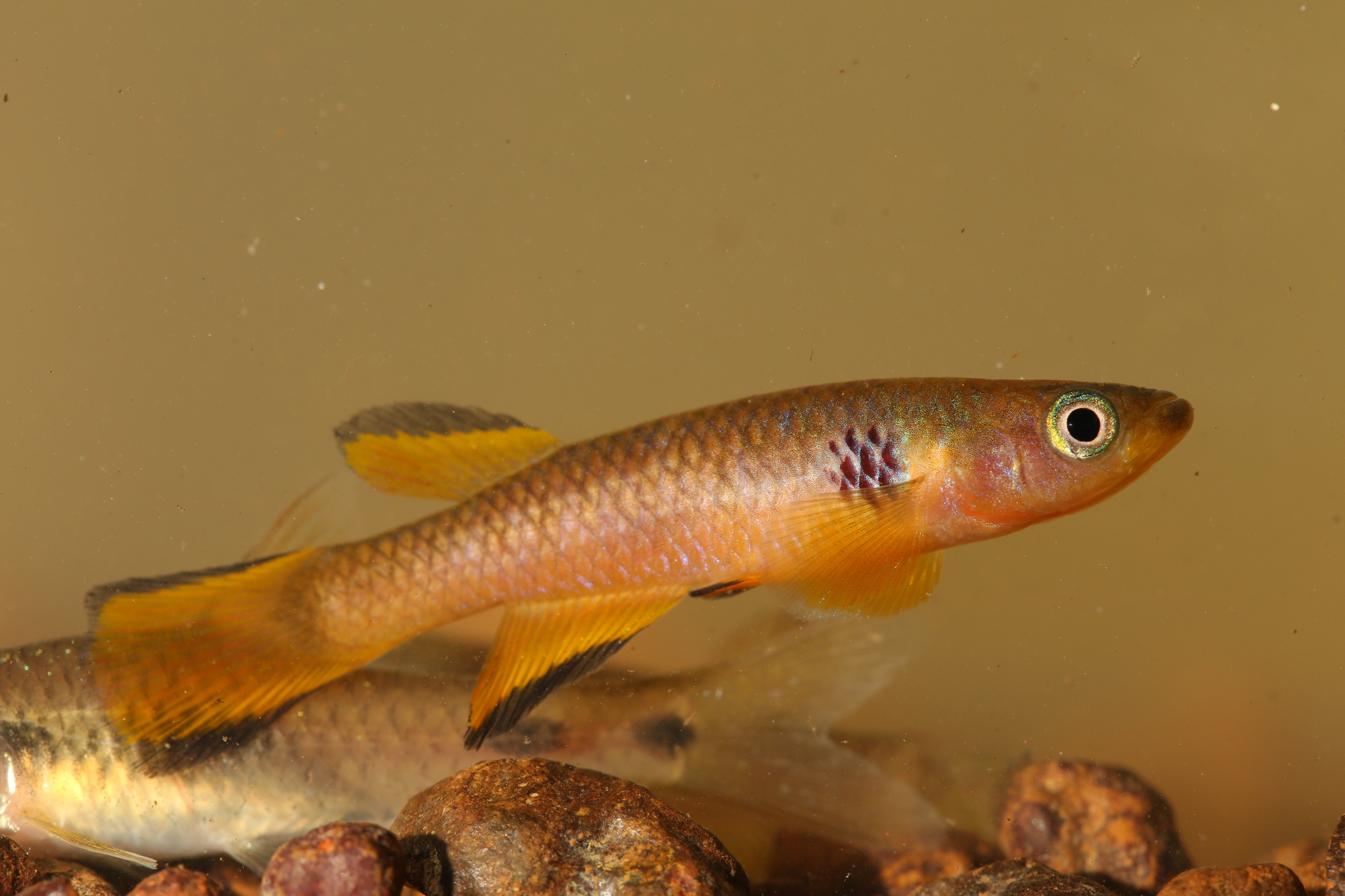 Aphyosemion ocellatum