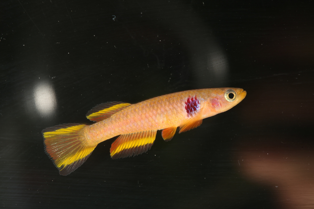 Ocellated killi (Aphyosemion ocellatum) — Nothobranchiidae