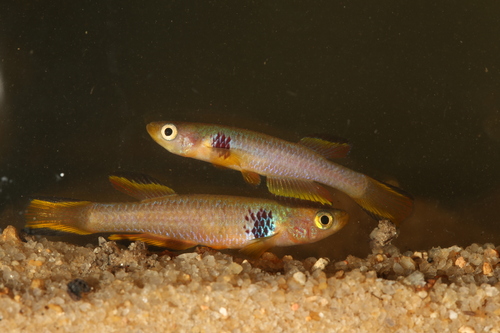 Ocellated killi (Aphyosemion ocellatum) — Nothobranchiidae — 4
