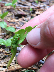 Botrychium crenulatum
