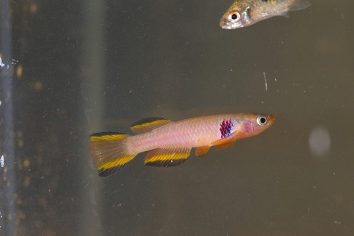 Ocellated killi (Aphyosemion ocellatum) — Nothobranchiidae — 3