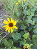 West Florida Beach Sunflower - Photo (c) Sam Ashley, some rights reserved (CC BY-NC), uploaded by Sam Ashley