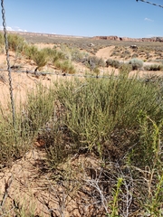 Ephedra cutleri