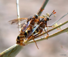 Opomydas limbatus