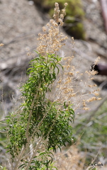 Brickellia longifolia multiflora
