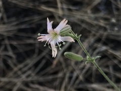 Silene douglasii