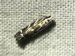 Aristotelia hexacopa