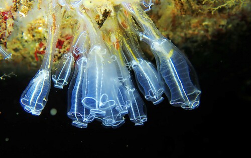 Lightbulb Sea Squirt, 34110 Frontignan, France, photo 10 of 10