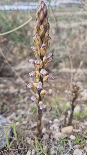 Image of Orobanche cernua by (c) Christoph Moning, some rights reserved (CC BY)
