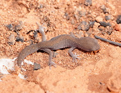 Diplodactylus vittatus