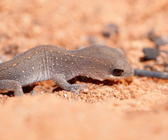 Diplodactylus vittatus