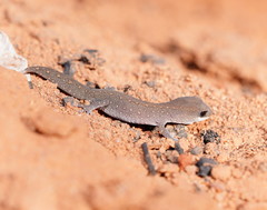 Diplodactylus vittatus
