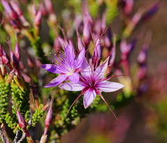 Calytrix microcoma