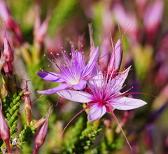 Calytrix microcoma