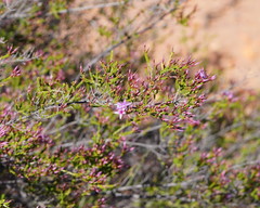 Calytrix microcoma